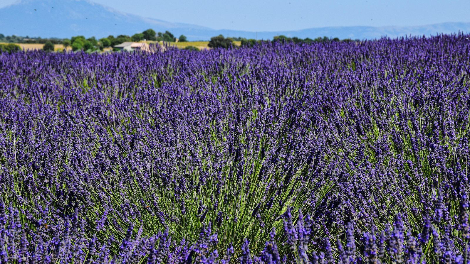 Restresa till Frankrike